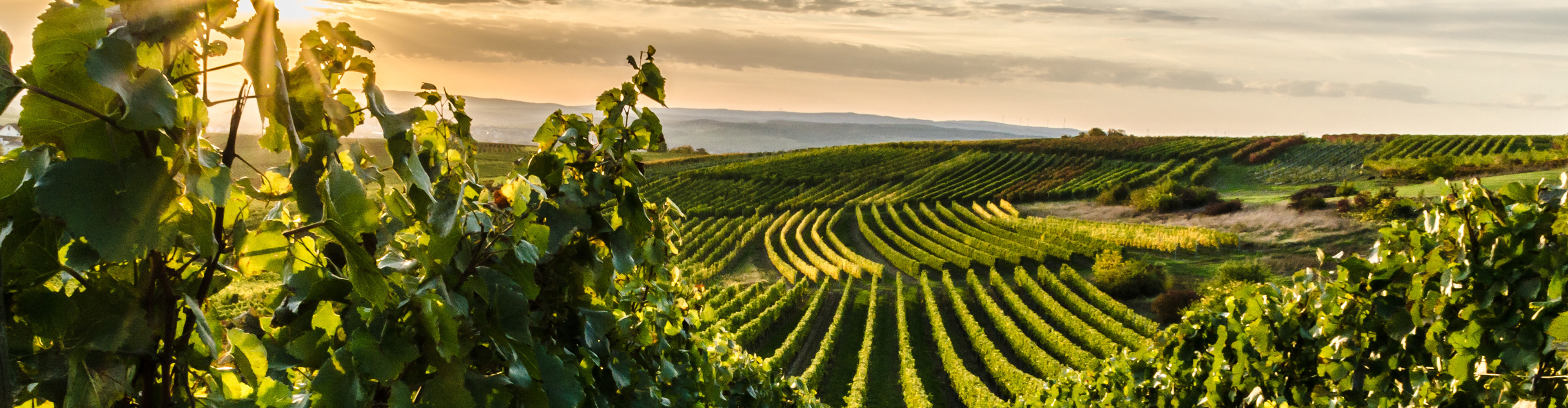 Sonnenuntergang über einem Weinberg mit Reihen von Reben und Hügeln im Hintergrund.