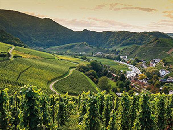 Die 13 Weinanbaugebiete Deutschlands