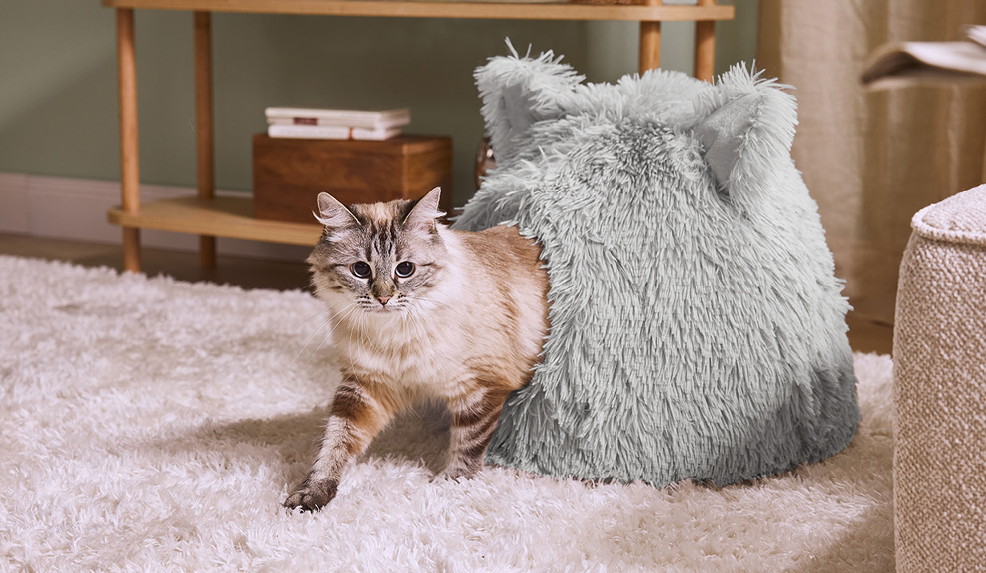 Katze kommt aus einem grauen, flauschigen Bett auf einem weißen Teppich.