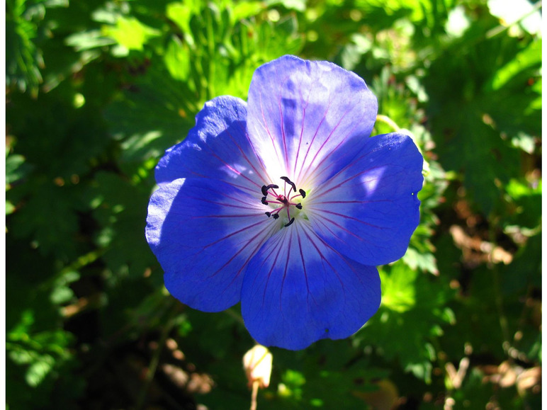 Storchenschnabel, 3 Pflanzen, blühend blau