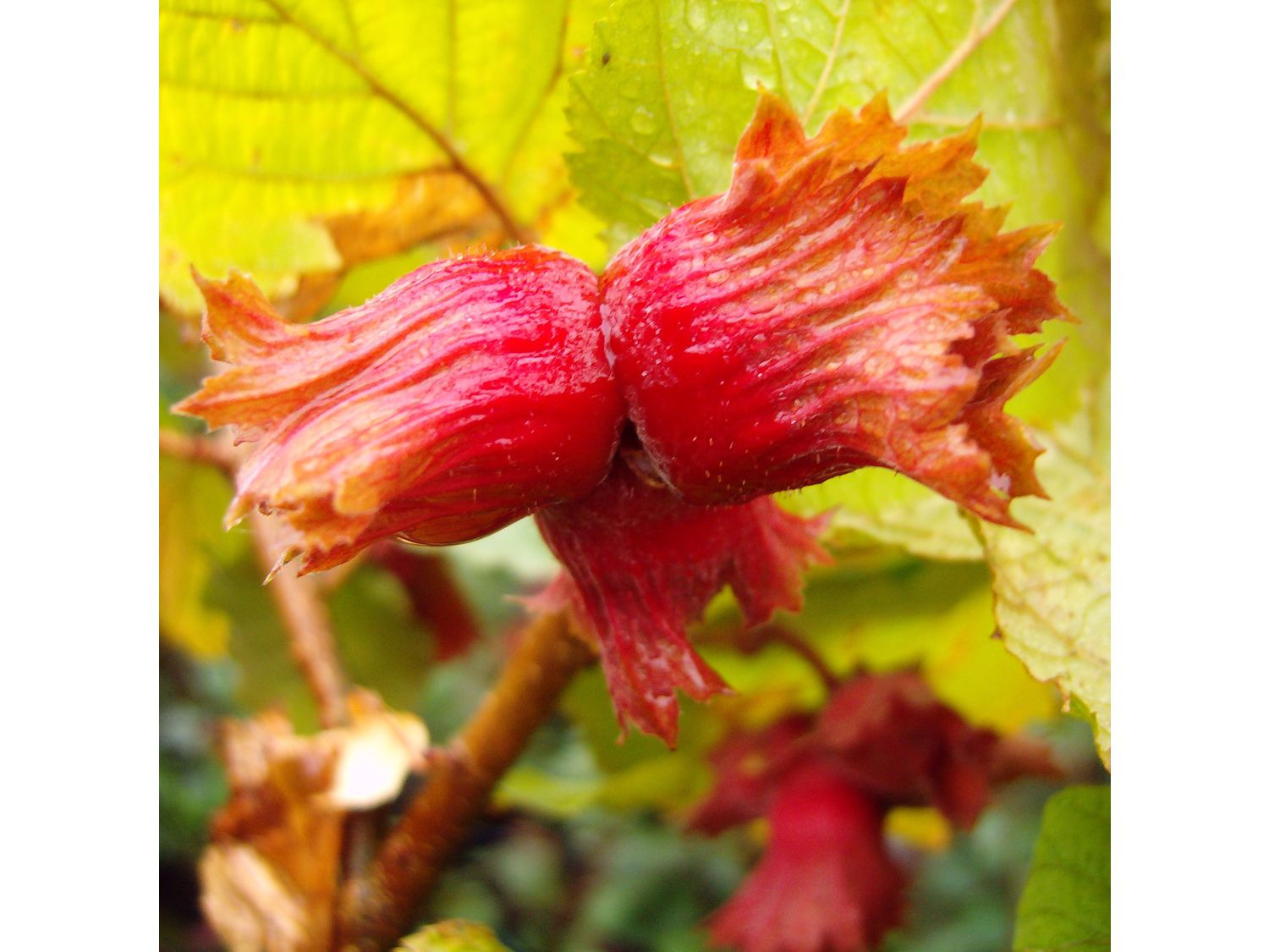 Nüsse, Haselnussbaum mi… Zellernuss«, mittelgroße »Rote