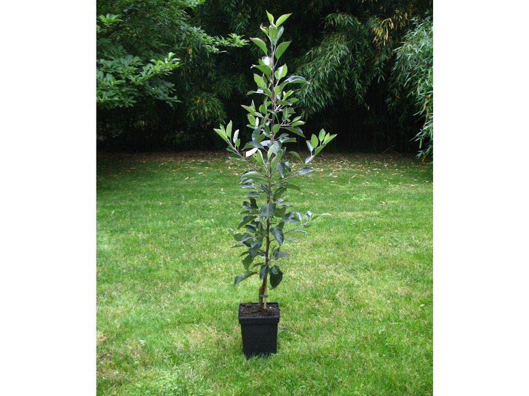 2 Wuchshöhe, Zwergapfelbaum 1,8 mittelgroße Meter - »Cox süß-aromatisch Orange«, Früchte,