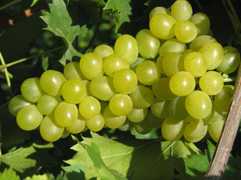 Weinreben-Sortiment, bestehend aus ® Regent und Phönix kernlos ® 1 ®, Pflanze je Lakemont