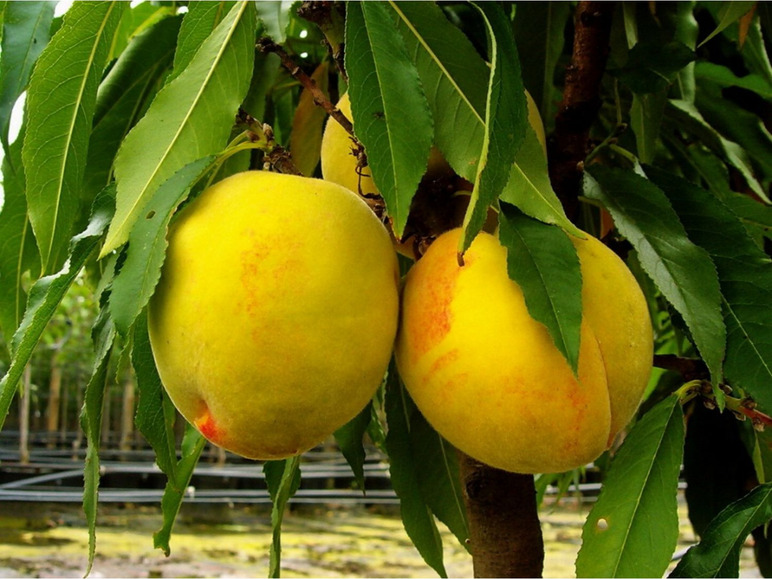 Zwergobstbaum, Pfirsich »Bonanza« und Nektarine 2 Liter je Pflanzen »Redgold«, 5 im Topf