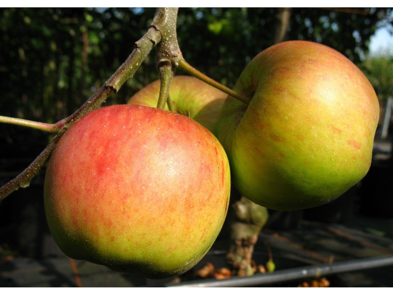 süß-aromatisch Wuchshöhe, Zwergapfelbaum mittelgroße - Früchte, 1,8 Orange«, Meter 2 »Cox