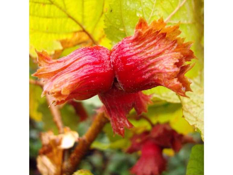 Haselnussbaum Kätzchen, Zellernuss«, dunkelroten mittelgroße mit winterhart Nüsse, »Rote