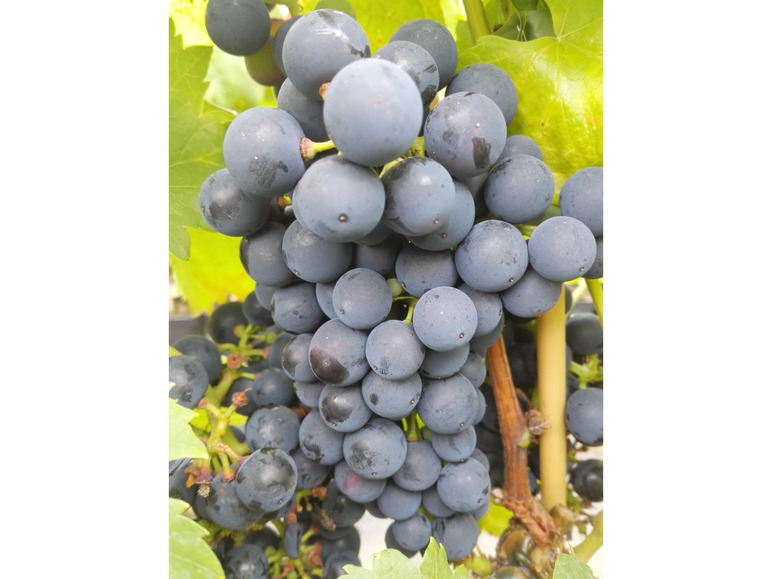 Lakemont Weinreben-Sortiment, Pflanze Phönix je 1 ® Regent und kernlos bestehend ®, ® aus