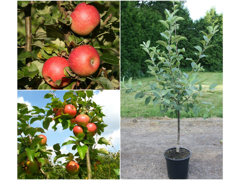 Apfelbaum »Alkmene« und »James Grieve«, Wuchshöhe cm 400 süß-säuerlich, Sorten, 300 - 2