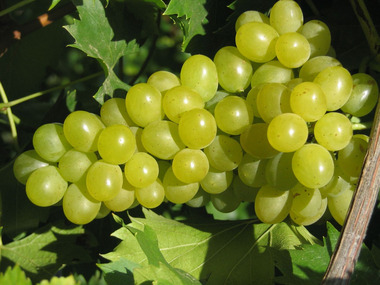 aus Phönix… 1 Pflanze Weinreben-Sortiment, bestehend je