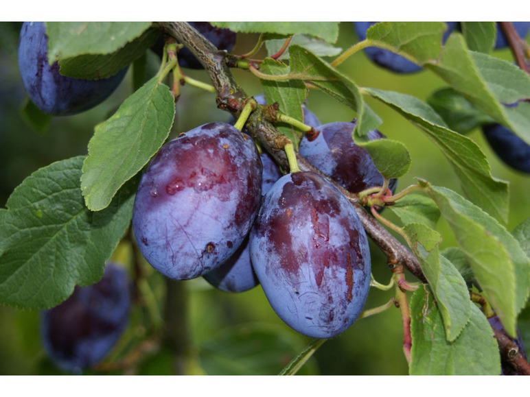 »Imperial«, mehrjährig Zwergpflaume Prunus im winterhart, Liter 5 domestica, Container,