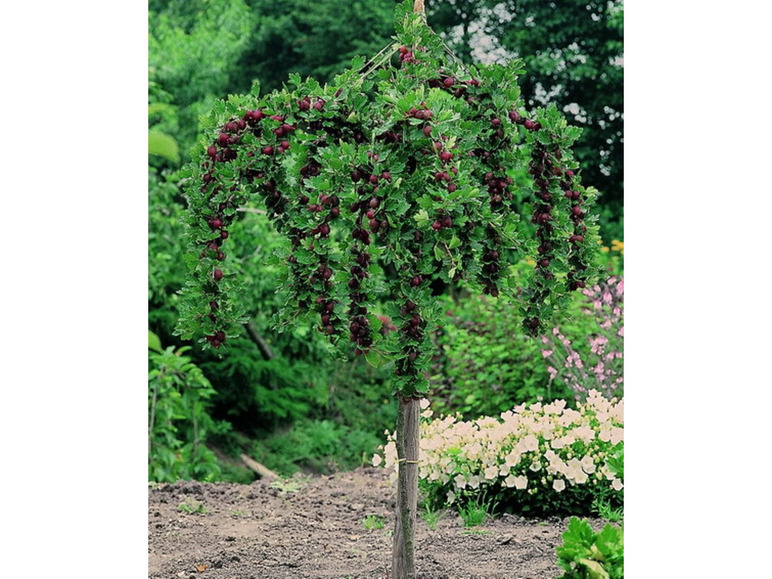 cm 150 Stachelbeer-Stamm Wuchshöhe 1 Pflanze, mehrjährig, winterhart, »Hinnonmäki®«,