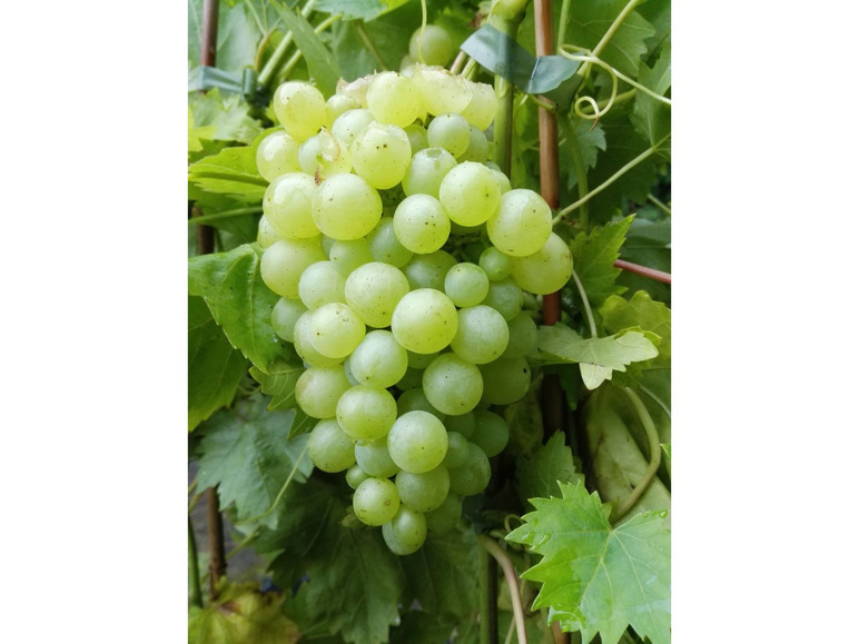 Weinreben-Sortiment, bestehend ® je ® und ®, Lakemont Phönix 1 Pflanze Regent kernlos aus