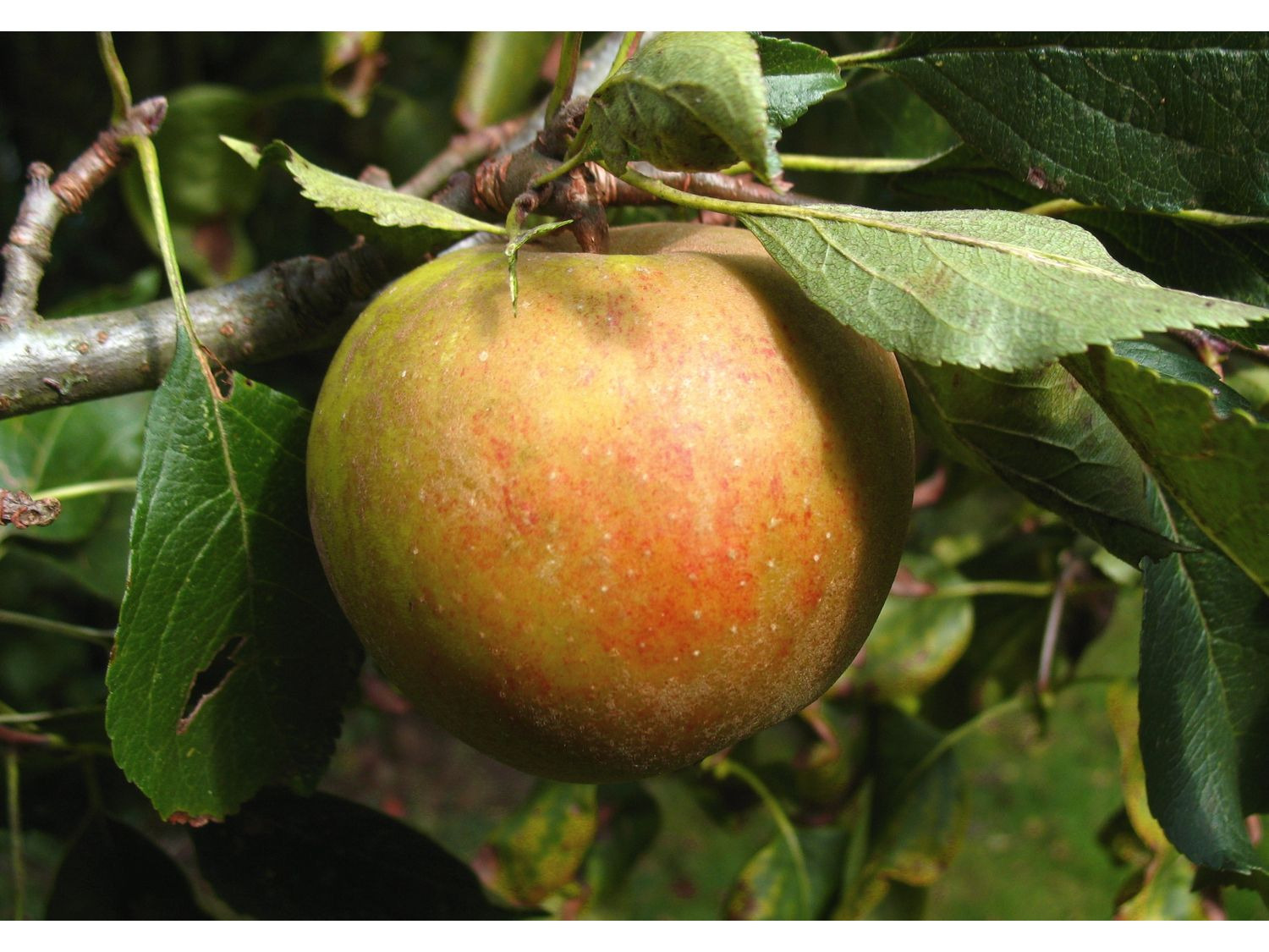 Cox\' kaufen Herbstapfel | online LIDL \'Holsteiner