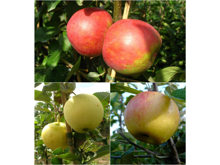 3 regelmäßig Sorten«, Apfelbaum-Set späte Obstbäume, hohe Ernten, »Alte Erträge frühe bis