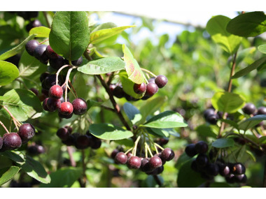 Obstbäume & | Gemüsepflanzen online kaufen LIDL günstig