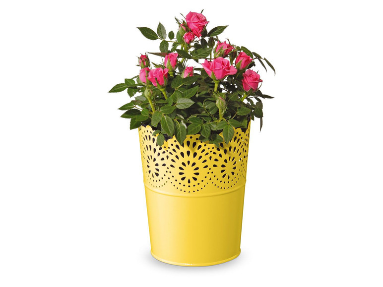 Gehe zu Vollbildansicht: FLORABEST Blumentöpfe, mit wasserdichtem Metallgefäß - Bild 13