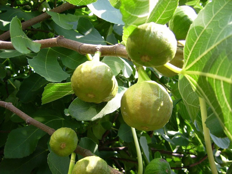 Feigenbaum »Pfälzer Fruchtfeige«, mehrjährig, 60 cm 40 bis selbstfruchtend, Lieferhöhe