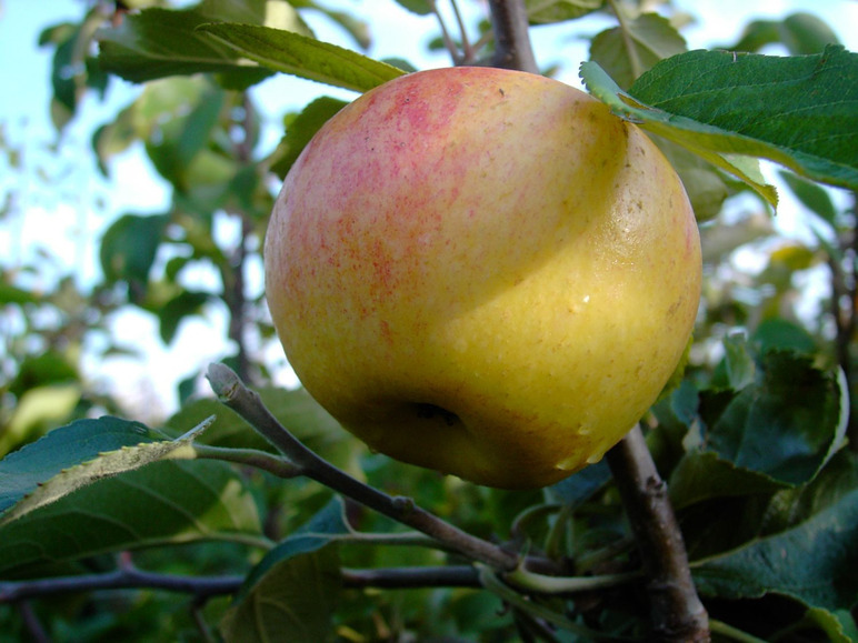 Gehe zu Vollbildansicht: Apfelbaum-Set »Alte Sorten«, 3 Obstbäume, frühe bis späte Ernten, regelmäßig hohe Erträge - Bild 4