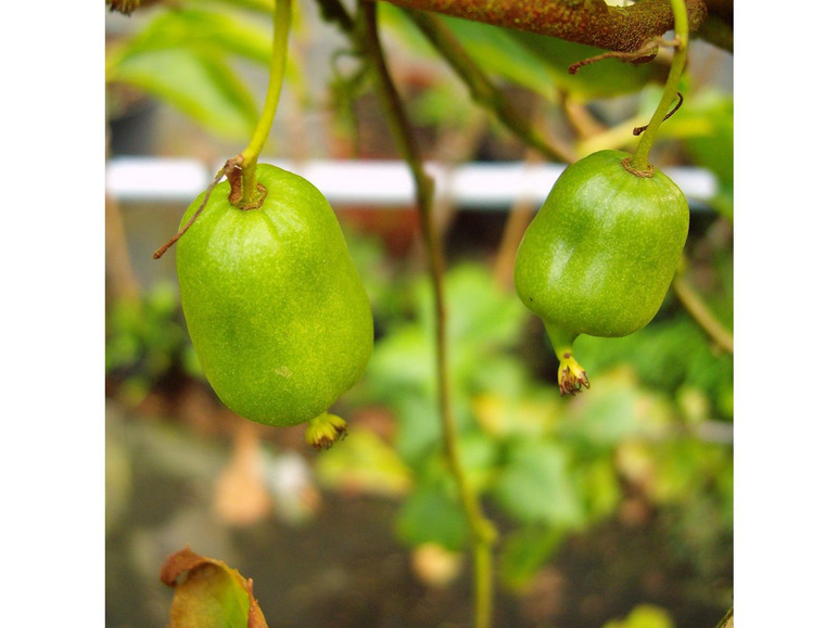 säuerlich-süß, Bayern-Kiwi, je weibliche Pflanze, männliche und winterhart Kletterpflanze,