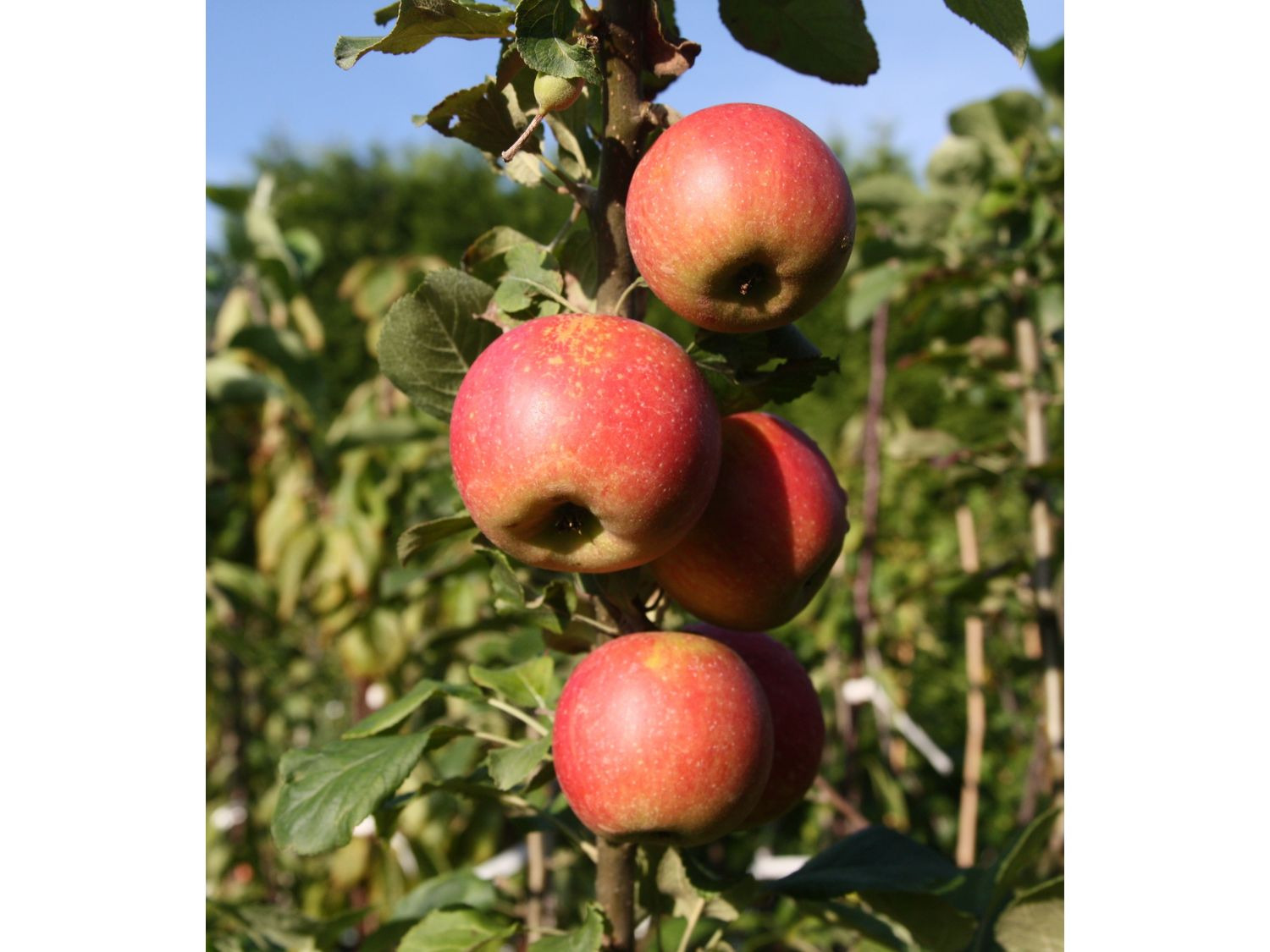 Apfelbaum »Alkmene« und »James Grieve«, süß-… Sorten, 2