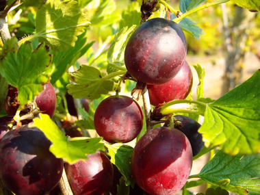 Obstbäume & Gemüsepflanzen günstig online kaufen | LIDL