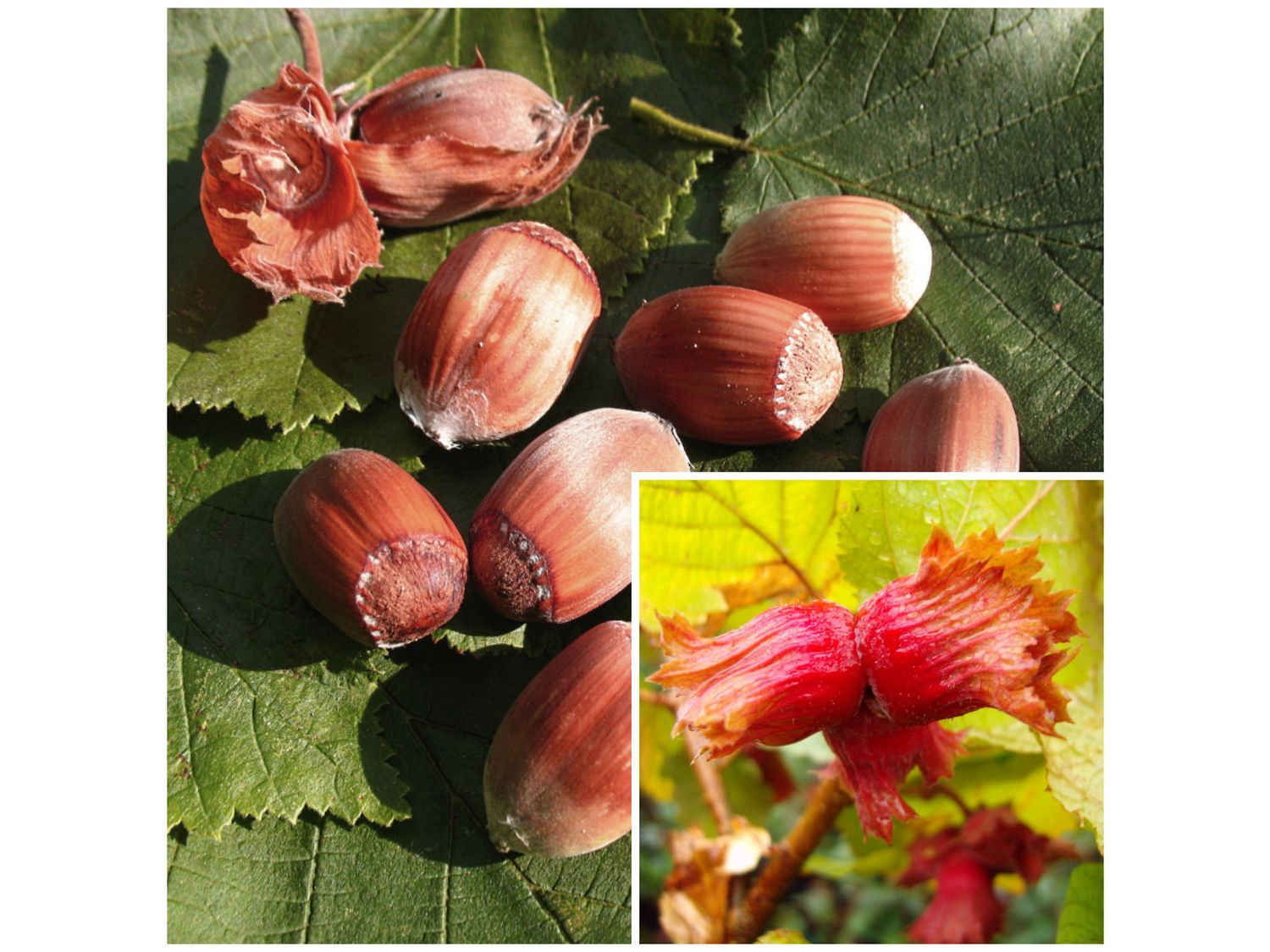 Haselnussbaum »Rote Nüsse, Zellernuss«, mi… mittelgroße