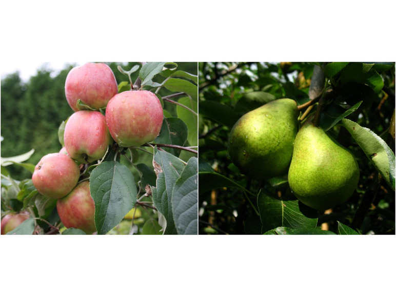 Apfel »Gravensteiner« Christ«, Pflanzen, 2 und Buschbaum, »Williams winterhart Birne