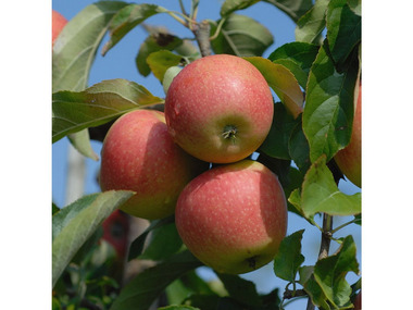 Apfel Pinova®, 1 Buschbaum 5 cm Topf, ca.100 im Liter