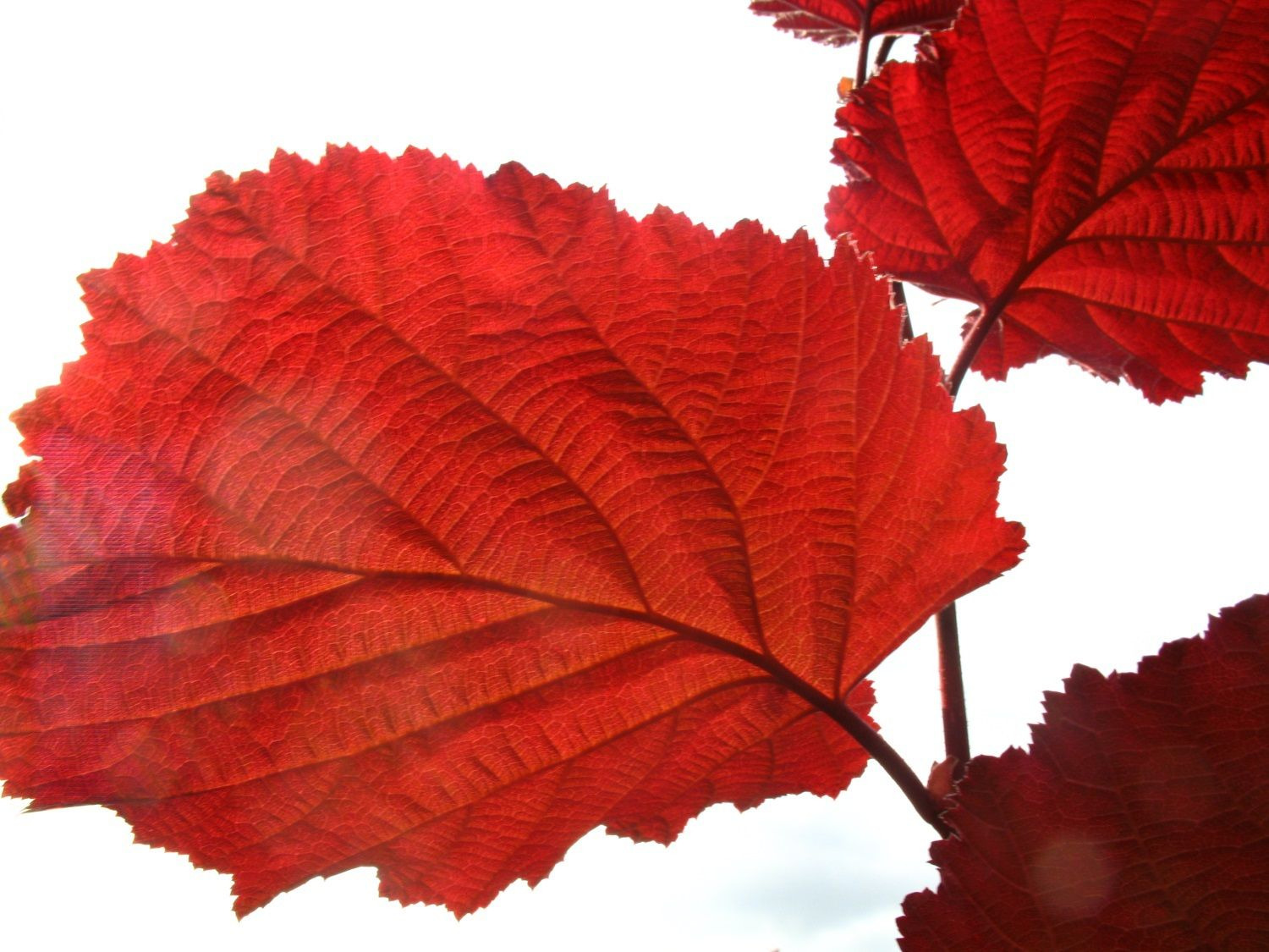 Haselnussbaum »Rote Zellernuss«, Nüsse, mi… mittelgroße