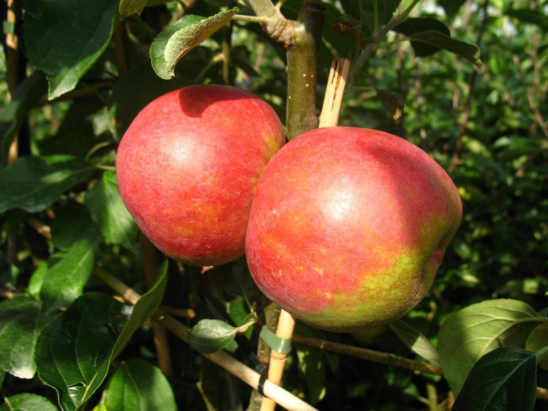 Apfelbaum-Set »Alte Sorten«, 3 Obstbäume, Ernten, regelmäßig frühe Erträge bis späte hohe