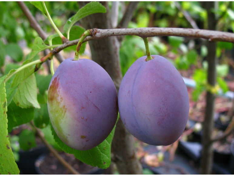domestica, bis 4,5 Hauszwetsche, Prunus m Obstbaum, Wuchshöhe winterhart, selbstfruchtend,