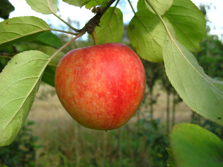 Apfel »Cox 1 winterhart, mehrjährig, Orange«, Allergiker verträglich, Pflanze