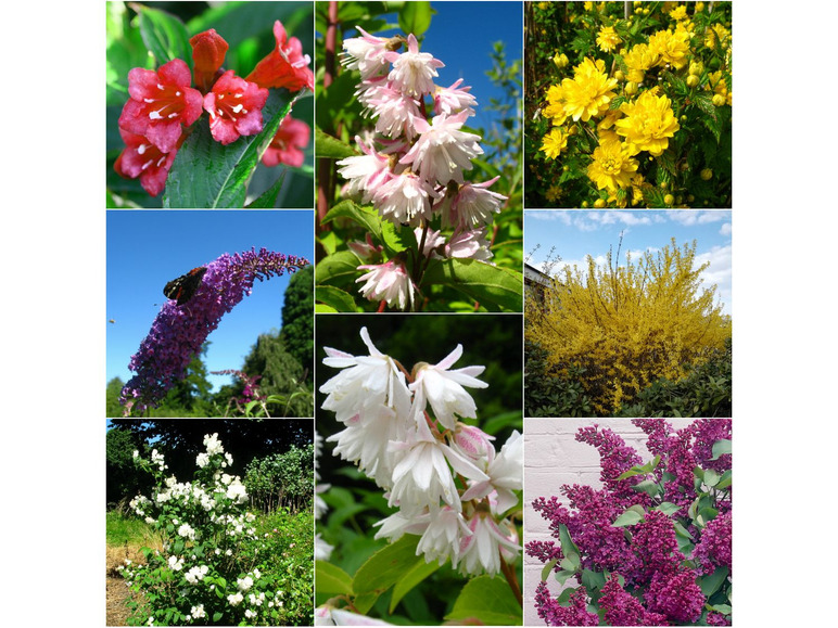 8 Pflanzen verschiedene Blütensträucher-Sortiment: