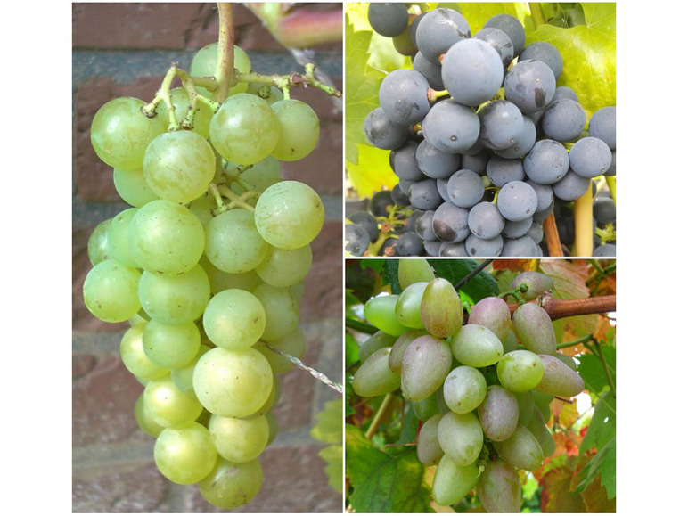 und Weintrauben kernlos, Red«, Pflanzen, pilzfest 3 »Lakemont«, »Venus« »Suffolk