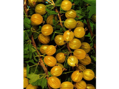 Stachelbeere »Hinnonmäki®«, gelb, und winterhart bis robust cm süß-sauer, 150 Wuchshöhe