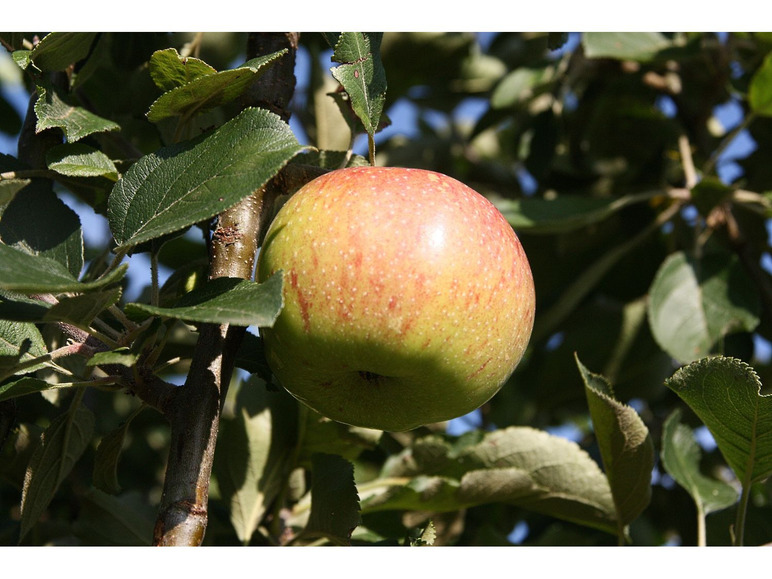 mittelgroße süße »Jonagold«, Früchte Spindel, 1 - 1,8 Wuchshöhe, Meter 2 Zwergapfelbaum