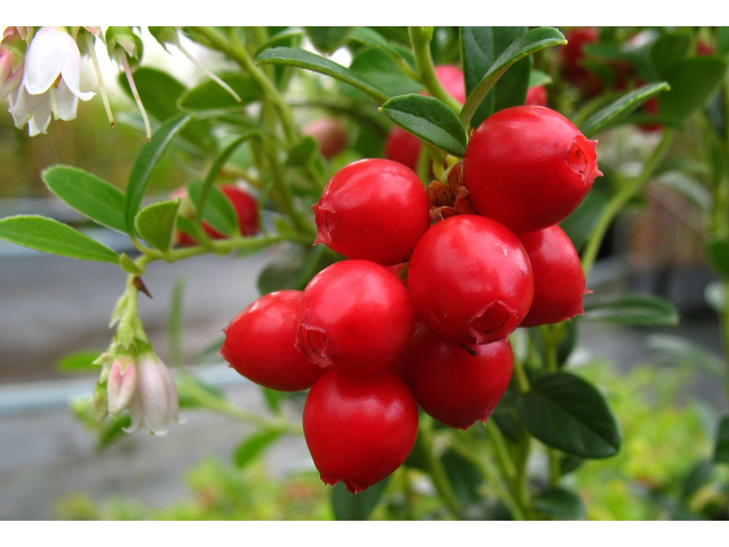 AMO Preiselbeere 'Red Pearl', 3 Pflanzen (3 Pflanzen)