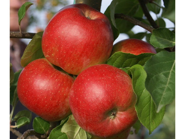 und Allergiker gut saftig, Apfelbaum süß für geeignet, winterhart Buschbaum, »Santana®«,