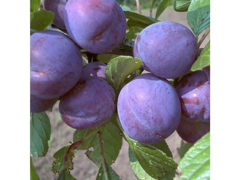 Pflaume »Anna Späth«, Buschbaum, selbstfruchtend, saftig und würzig-süß, späte Ernte