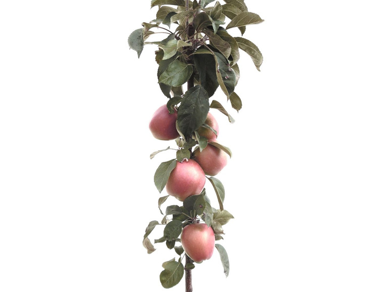 Apfelbaum »Starcats«, Säulenobst, Malus domestica, winterhart, mehrjährig süßsäuerlich