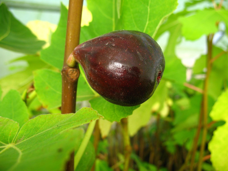 Feige »Noire Obstbaum, selbstfruchtend, Bellon«, de für Kübelbepflanzung gut geeignet