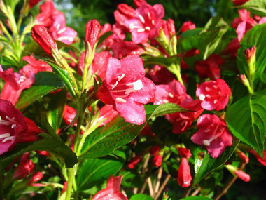 Weigelienhecke \'Bristol Ruby\', 5 blühend, Pflanzen rot
