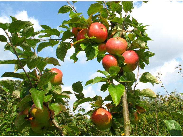 süß-säuerlich, - Wuchshöhe Sorten, 300 Apfelbaum Grieve«, und 2 cm »James »Alkmene« 400