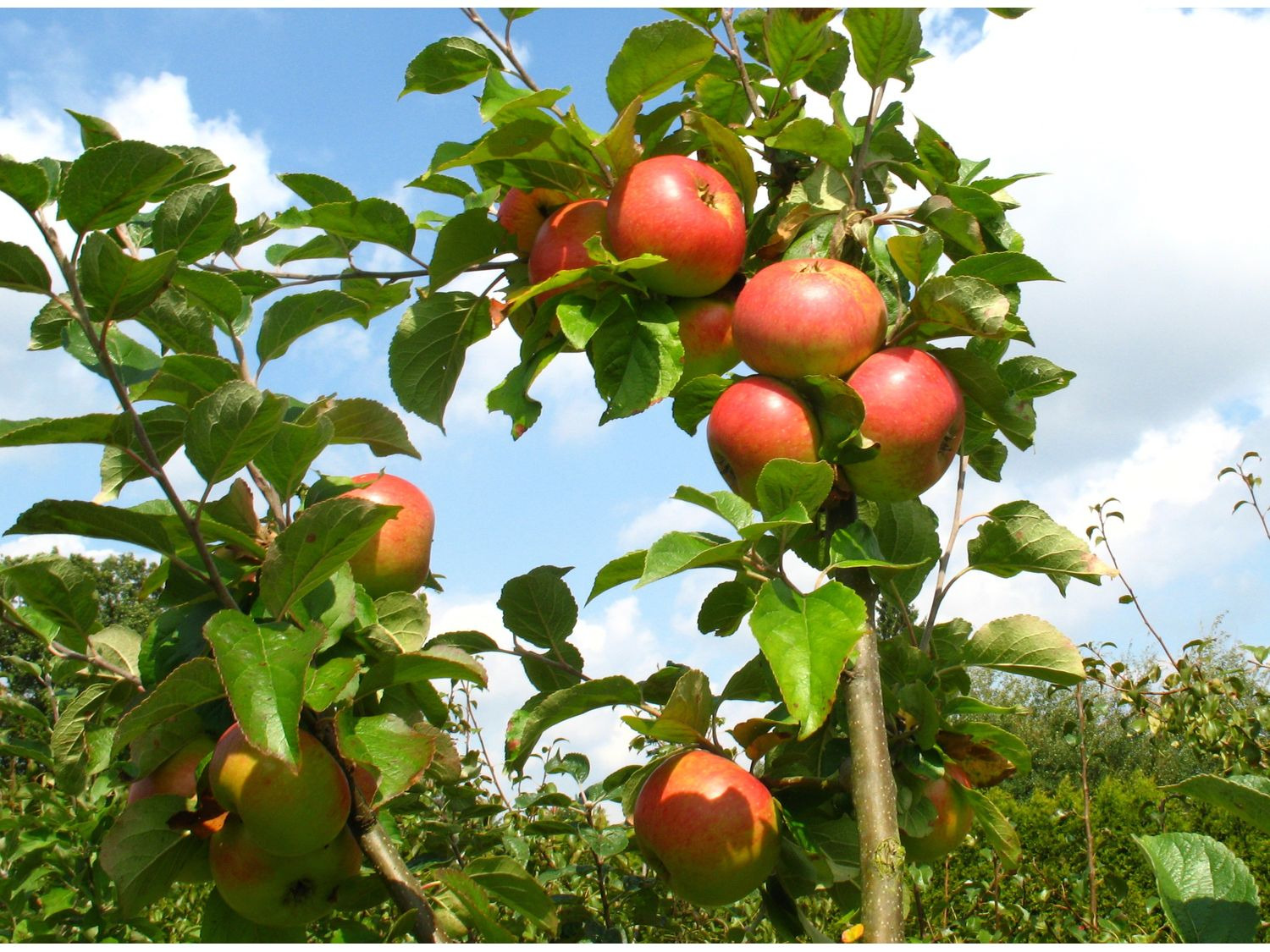 Apfelbaum »Alkmene« süß-… und 2 Grieve«, Sorten, »James