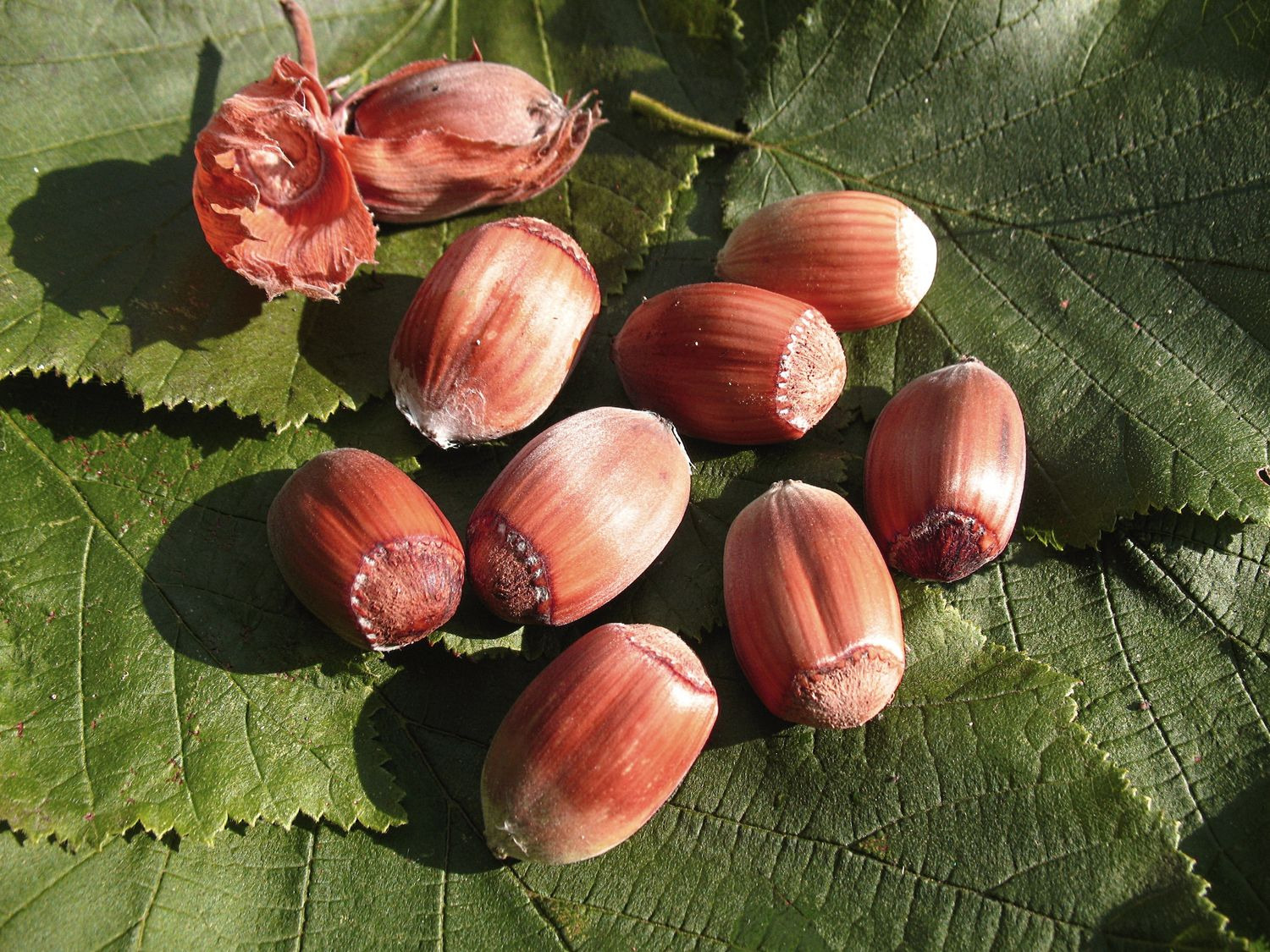 Zellernuss«, »Rote Nüsse, mi… mittelgroße Haselnussbaum