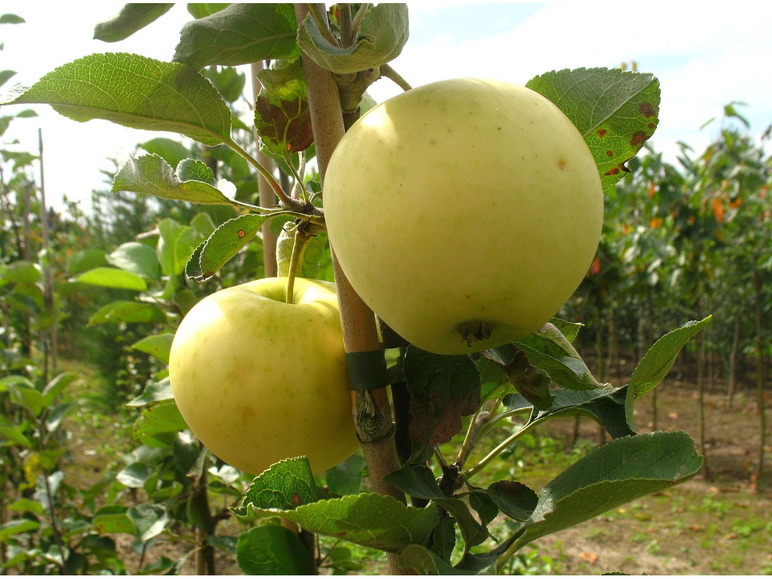 Apfelbaum-Set »Alte regelmäßig bis späte Sorten«, Erträge hohe Obstbäume, Ernten, frühe 3