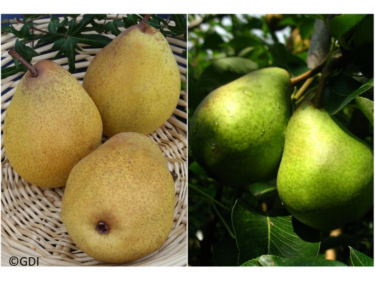 Charneux«, Pflanzen, »Williams »Köstliche Buschbaum, 2 Birne süß-saftig von Christ« und