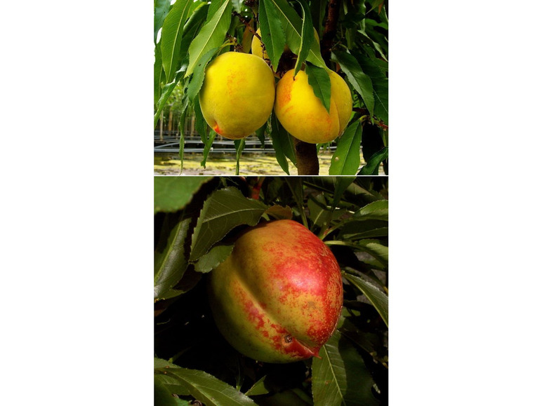 Zwergobstbaum, Liter Pflanzen 2 Pfirsich »Redgold«, 5 Nektarine je Topf im »Bonanza« und