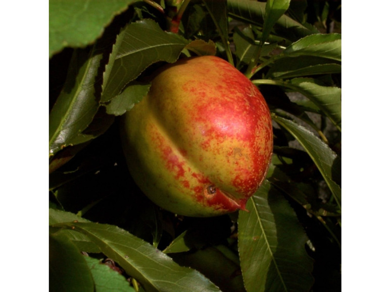 Zwergobstbaum, Liter Pflanzen 2 Pfirsich »Redgold«, 5 Nektarine je Topf im »Bonanza« und