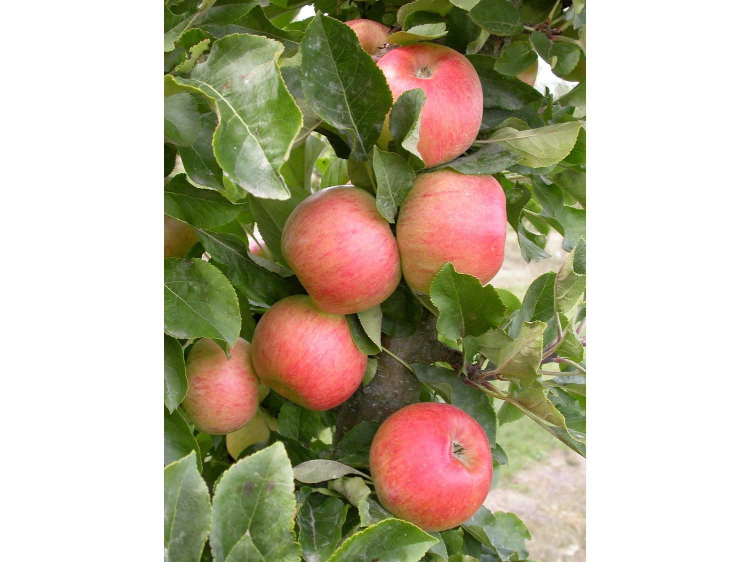 Apfel »Rhapsodie«, Säulenobst, cm 60 schmale Wuchsbrei…
